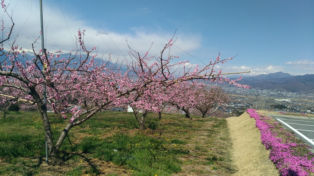 八代ふるさと公園近くの桃の花開花状況
